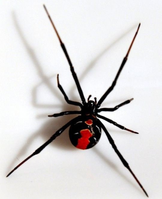 Which spider is more deadly, a black widow or a red back spider? - Quora