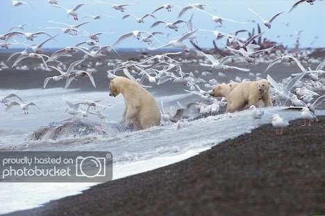 gray-whale-carcass-with-polar-bears_6728
