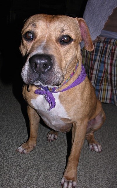 Layla... our sweet adopted pit bull.