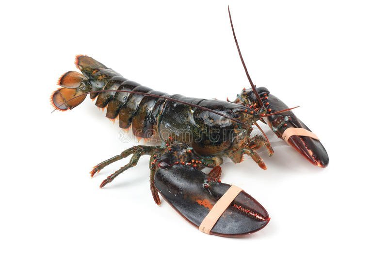 alive-lobster-17051536.jpg.0d8ac4b427b0f994722eb8b928d589dd.jpg