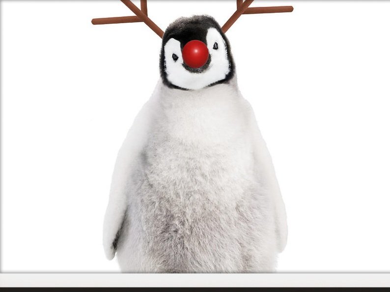 emperor-penguin-chick-smiling-with-rudolph-red-nose-and-antlers-ardea.jpg.a5e5bad3843ec705274e397206e3ab4b.jpg