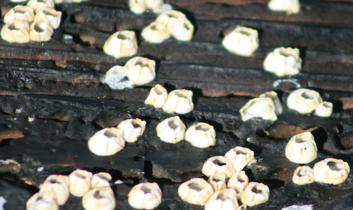 FBarnacles.png.ec0737e1465c619b59908b4725769839.png