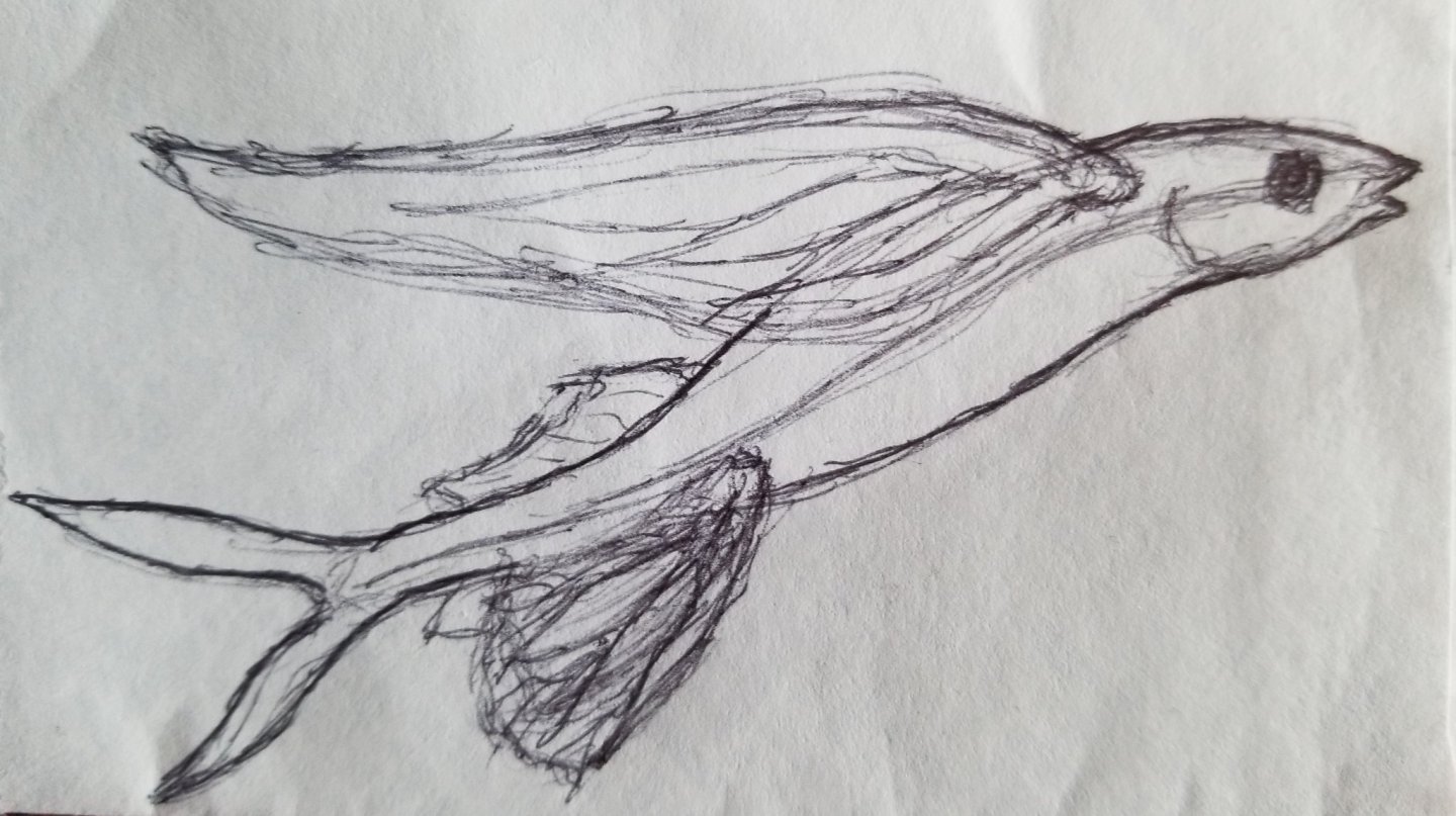 11-11-21 FlyingFishFigureheadSketchRJ.jpg